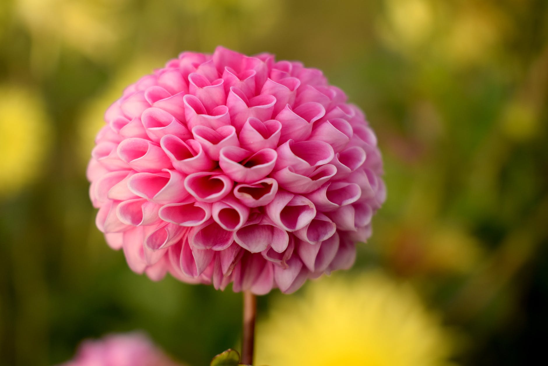 pink ball dahlia flower in selective focus photography